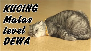 Kucing Lucu | Inilah Kucing Termalas di Dunia, Rasa Malas Kucing ini Gak Ada yang Bisa Ngalahin