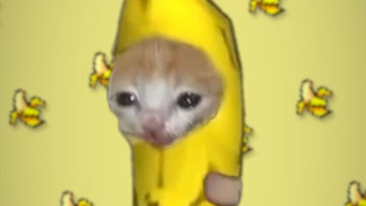 香蕉猫遇到奶牛猫，结果又哭了