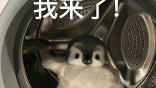 【鹅宝的整活】3万粉留念～读评论～