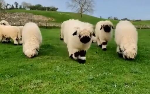 Chú cừu Shaun đang lao thẳng về phía bạn