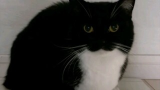 Smelly Cat Meme (Original Video)