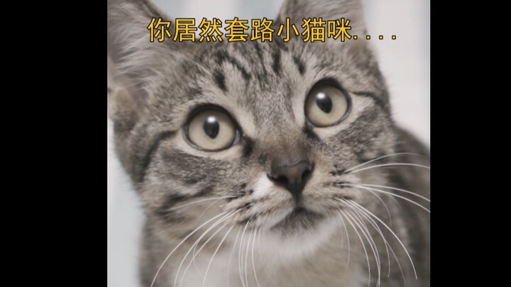 Giving the cat a lesson? Let’s see how it’s doing in its animal studies!! #BilibiliRisingStarProgram