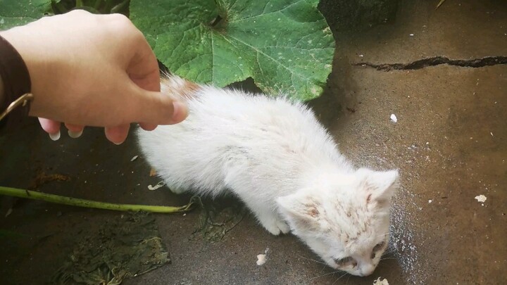 Modus penculikan seperti ini, mungkinkah menjadi anggota luar biasa di Akademi Kucing Dewa?