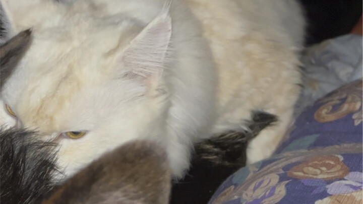 Maine Coon in heat has taken a fancy to a German Shepherd.