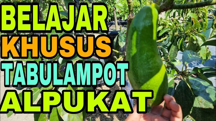 BELAJAR KHUSUS TABULAMPOT ALPUKAT
