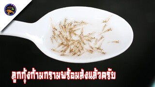 ลูกกุ้งก้ามกรามพร้อมจัดส่งทั่วประเทศส่งจริงแถมจริงสไตล์korattv