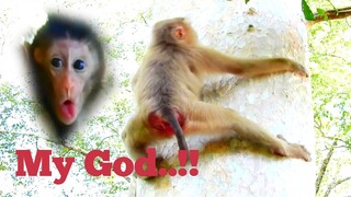 My God..!!,​Young Mom Monkey Rose Climb Tree Very Risk Falling Down,Poor Baby Monkey Rex​ Scare Much