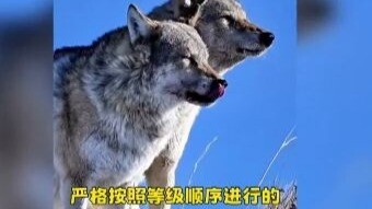 The Wolf King is just hungry, not defying me—what’s wrong with that? _Wolf _Animal World _Unexpected