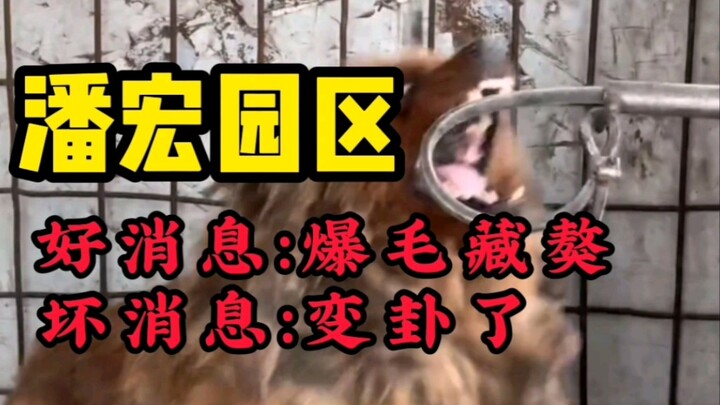 潘宏园区之 爆毛藏獒