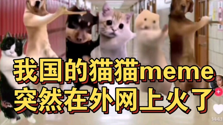 Meme về mèo của Trung Quốc bỗng nổi đình đám trên mạng quốc tế!