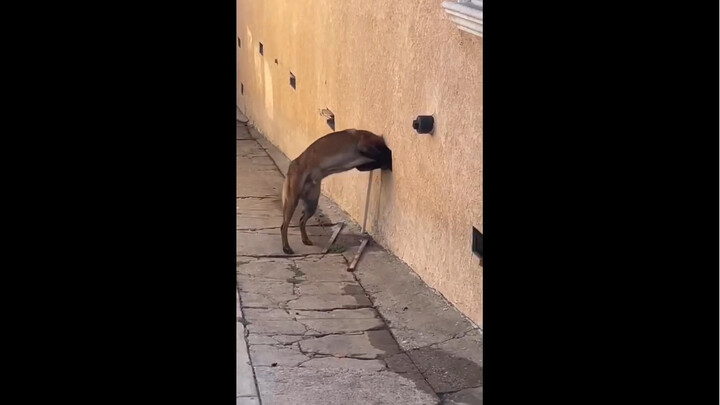 Mud wall eats a skinny dog