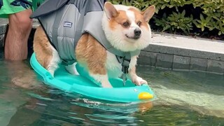 If you had eaten less dog food, you wouldn't have sunk so quickly...