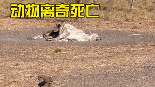 Identification of Animals' Bizarre Deaths