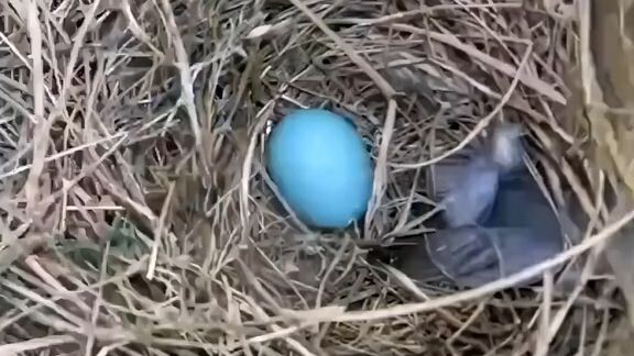 timelapse burung biru