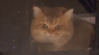 恭喜念妹喜提新房