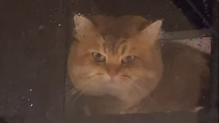 恭喜念妹喜提新房