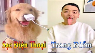 Thú Cưng TV | Dương KC Pets |Tứ Mao Đại Náo #6 | chó thông minh vui nhộn | funny cute smart dog