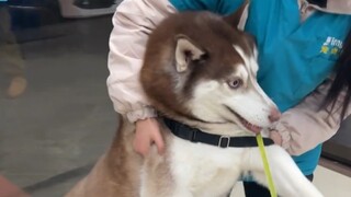 The Husky was taken to the hospital by its owner to have its blood drawn, and was scared into crying