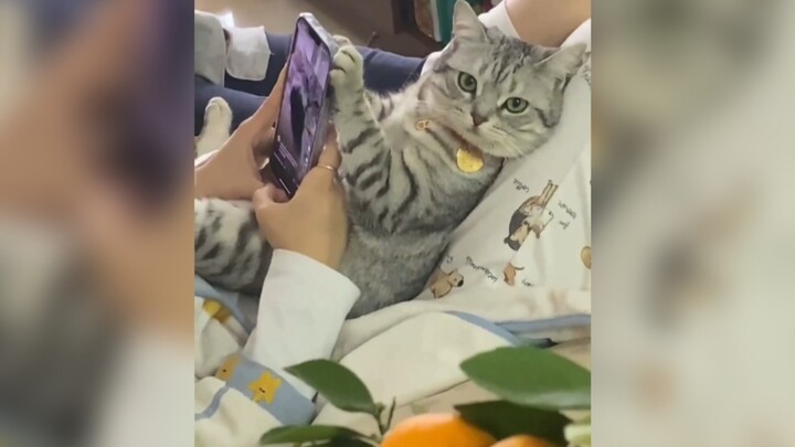 Born to Be a Cat, I’m Sure to Be Useful!