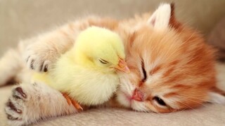 一个月大的小猫抚养一只小鸡，每天为小鸡操碎了心，还得哄着睡觉
