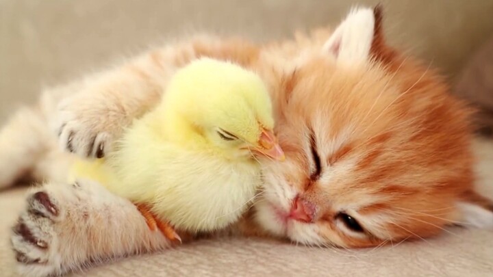 A one-month-old kitten raises a chick, and has to be coaxed to sleep every day