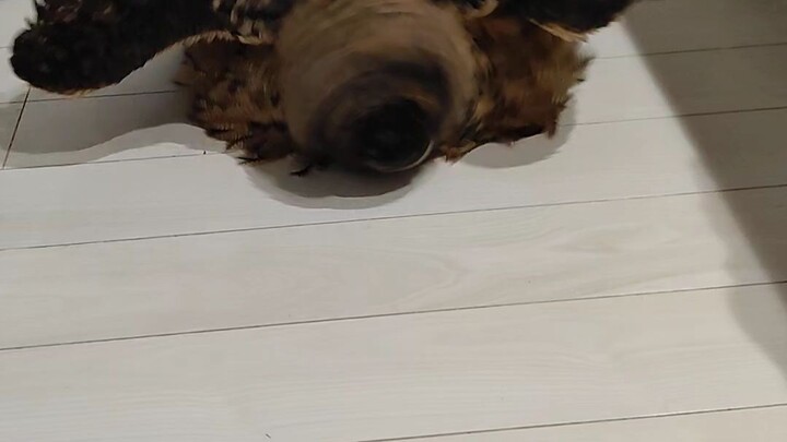 จูอ้วนเท้าลื่น