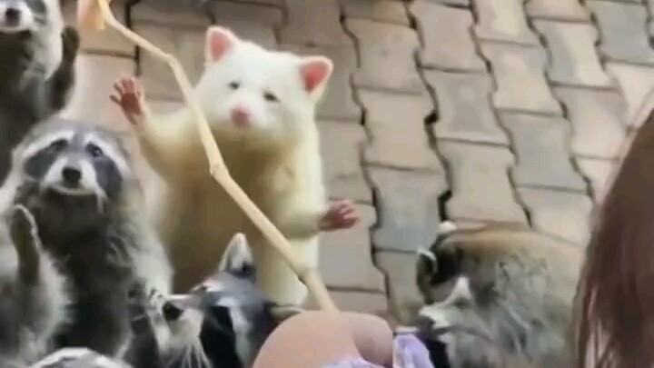 Con gấu mèo trắng muốt ngoan ngoãn xòe hai tay khiến ai cũng yêu, thu hút du khách thi nhau cho ăn; 