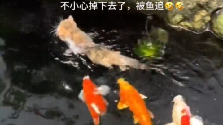 “I’ve totally embarrassed the kitties!”