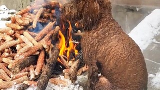 في اليوم الأول من العودة إلى المنزل للاحتفال بالعام الجديد، تساقطت الثلوج بغزارة ولم أرَ نفسي حتى هر