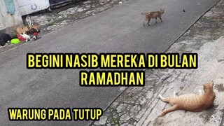 Masya Allah Induk Kucing Ini Bahagia Banget Lihat Anak-Anaknya Dapat Makanan..!