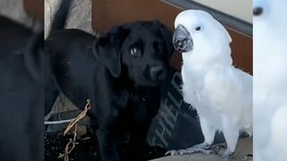 Burung beo terutama menyukai anak anjing baru...