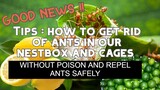 HOW TO GET RID OF ANTS IN YOUR BIRDS CAGES AND NESTBOX | Paano Matanggal ang LANGAM sa Inyong Ibunan