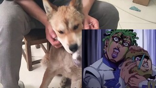 Anjing penggembala dipandang rendah di negara ini sehingga ketika mereka sakit dan pergi ke rumah sa