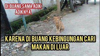 kucing Ini Minta Makan Karena kelaparan Di Buang orang Sama Adik-Adiknya Bertiga Di Tempat Sampah..!