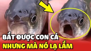 Chàng trai "BẤT LỰC" khi nhìn thấy CON CÁ mình câu được: NÓ LẠ LẮM 😂 | Yêu Lu