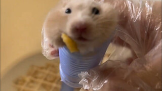 "Mouse, I'm so cute!"