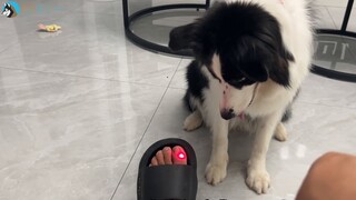 Đã thử ra lệnh cho Border Collie cắn mông Erha, kết quả là...