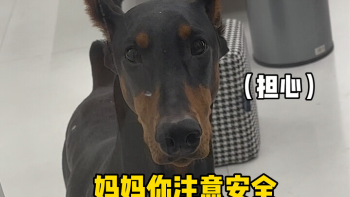 Đây chính là cảm giác an toàn khi con gái nuôi chó lớn đấy!