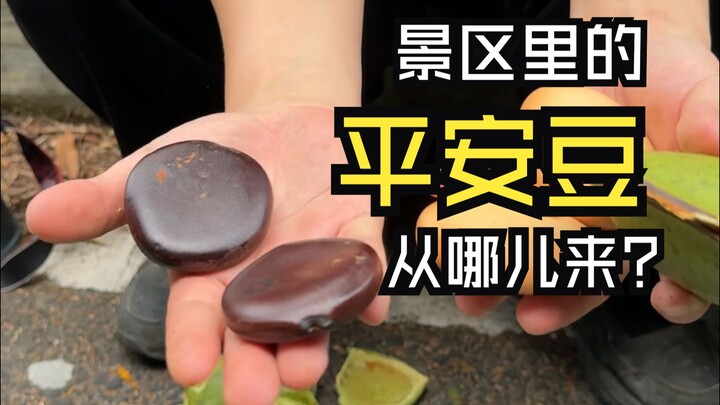 Đi tìm “hạt Bình An”! Khám phá những sinh vật kỳ diệu trên tầng cao của rừng mưa.