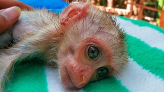 Handsome Boy!! Wow, So adorable when tiny Luxy lay down waiting for Mom to put a new diaper