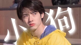 这是谁家的小狗，没人要我就抱走啦||赤楚卫二