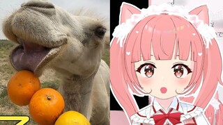 Japanese cat watching camel eating lemon "I heard that camels with inverted humps will eat people, s