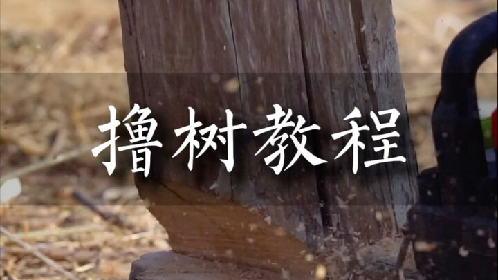 บทเรียนการลูบต้นไม้