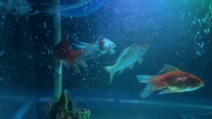 Fish in an aquarium