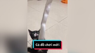 Mua hạt cho tụi mèo mèo meow meocute Nguyenhoanghaidang meohoang lovepet cat catsoftiktok catvideo