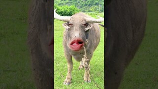 Buffalo must funny videos#ytviral #funny #funnyanimal #comedy #ytshorts #buffalobills #animals #pets