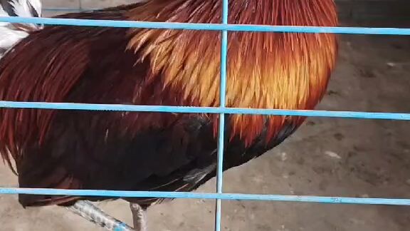 1x win Blacksun Hatch 🐓