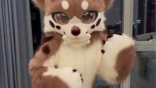 هارو الكلب المتمرد، يرجى المشاهدة حتى النهاية!