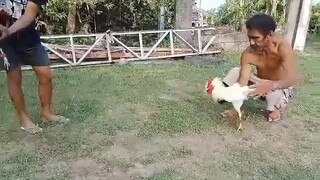 Spar muna ng mga stag
