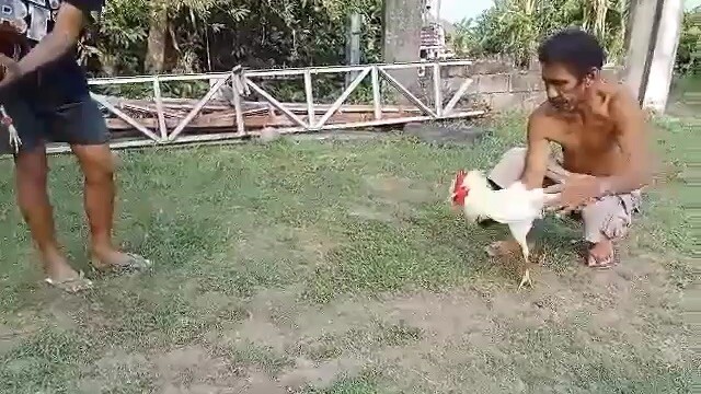 Spar muna ng mga stag
